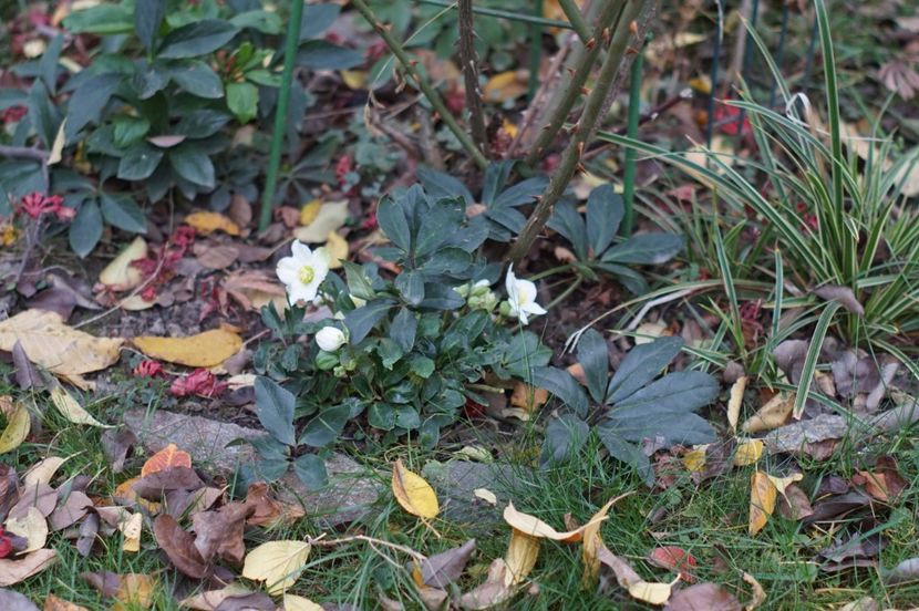  - Noiembrie 2019- noiembrie 2020