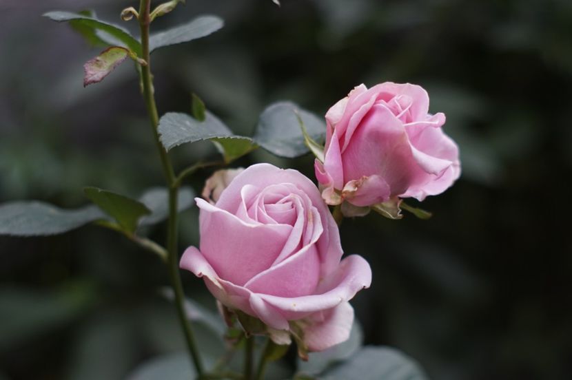  - Noiembrie 2019- noiembrie 2020