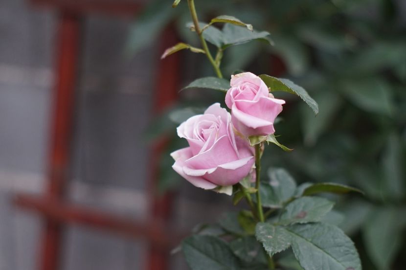  - Noiembrie 2019- noiembrie 2020