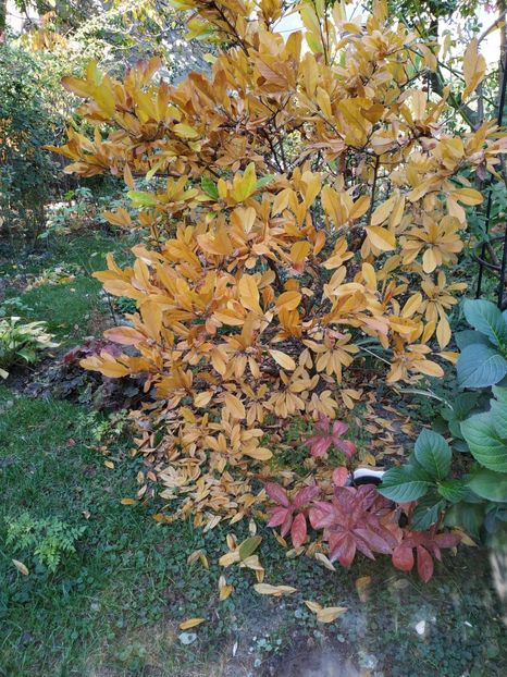  - Noiembrie 2019- noiembrie 2020