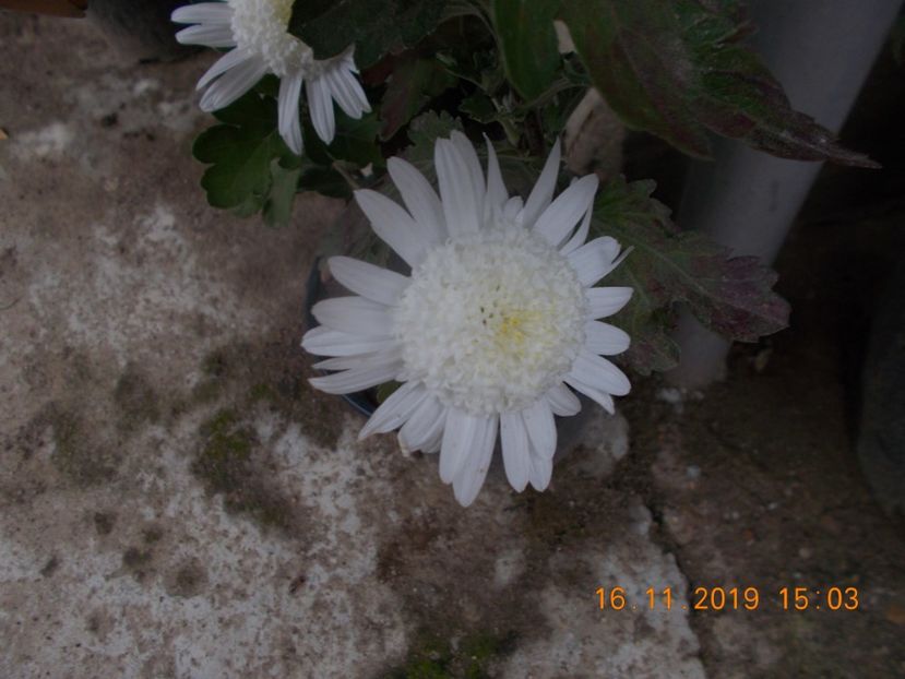  - CRIZANTEME 2019-2020