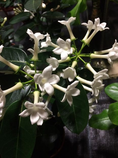 16.11.2019 - Serbarea Luminii