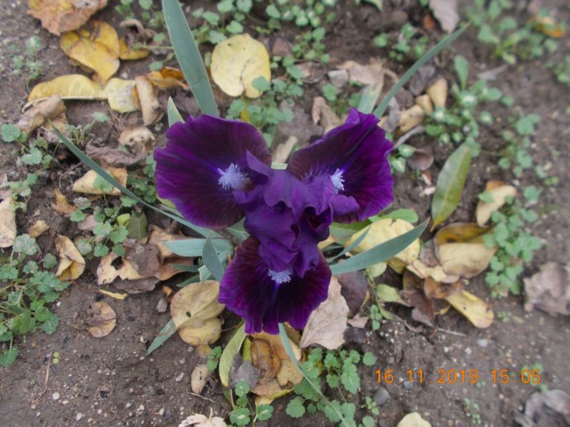 o frumusete - IRISI PITICI-2019-disponibili