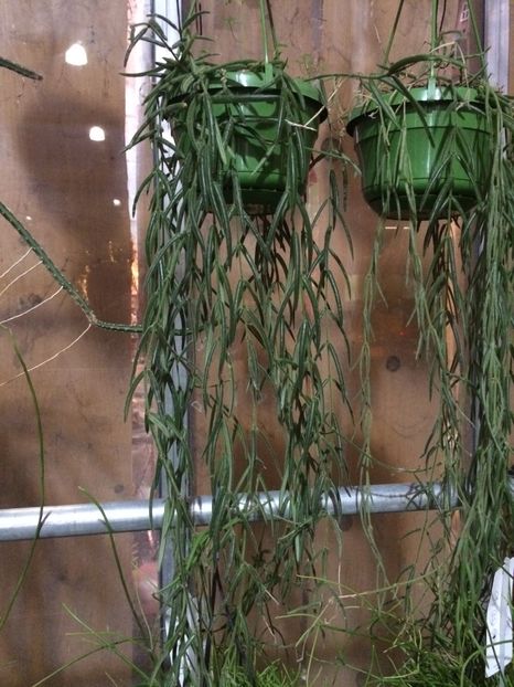 16.11.2019-H.linearis - Serbarea Luminii