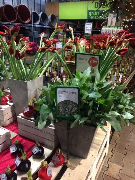 16.11.2019- Amaryllis - Serbarea Luminii