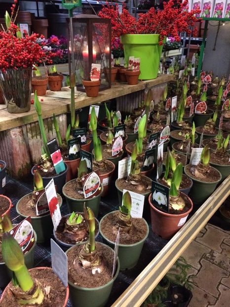 16.11.2019- Amaryllis - Serbarea Luminii