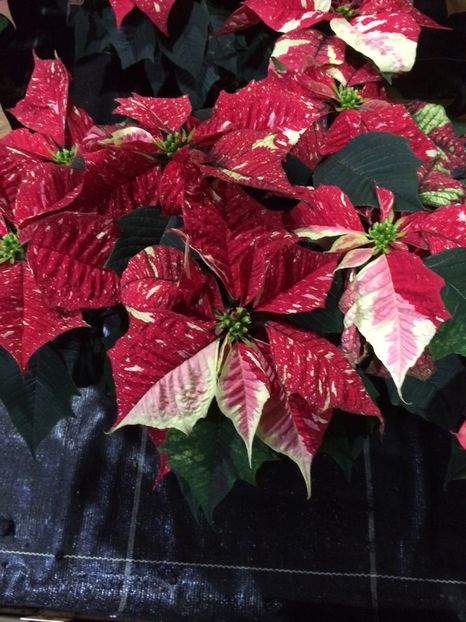 16.11.2019— Poinsettie - Serbarea Luminii