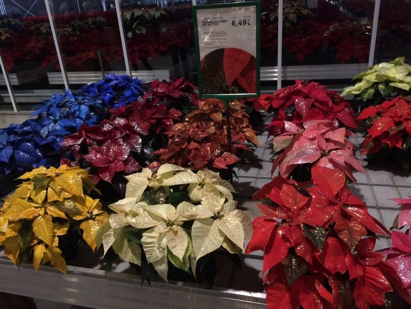 16.11.2019— Poinsettie - Serbarea Luminii