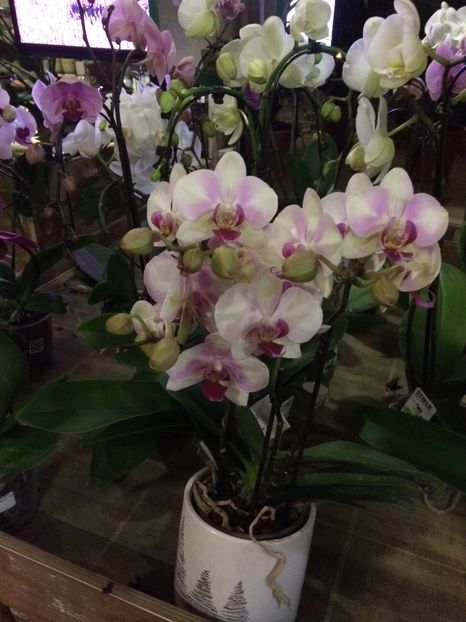 16.11.2019 - Serbarea Luminii