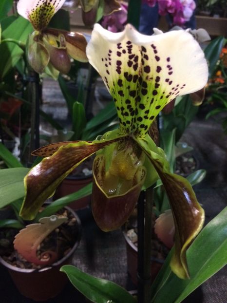 16.11.2019- tot o să-mi iau unul ;) - Serbarea Luminii