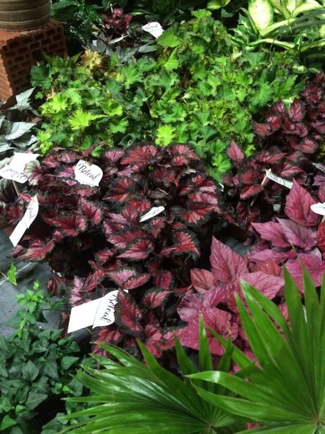 16.11.2019- begonii - Serbarea Luminii