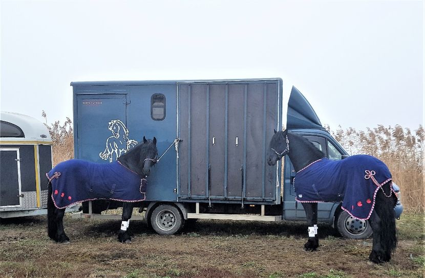  - u EXPOZITIE CABALINA LA MIZIL Cai Ponei Accesorii Atelaje 16 oct 2019