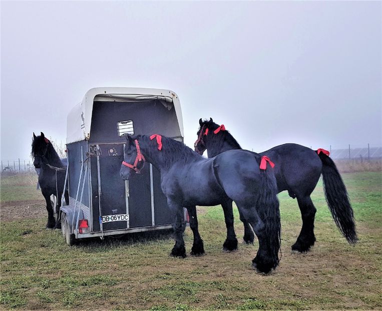  - u EXPOZITIE CABALINA LA MIZIL Cai Ponei Accesorii Atelaje 16 oct 2019