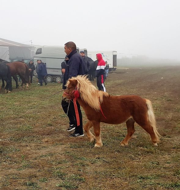  - u EXPOZITIE CABALINA LA MIZIL Cai Ponei Accesorii Atelaje 16 oct 2019