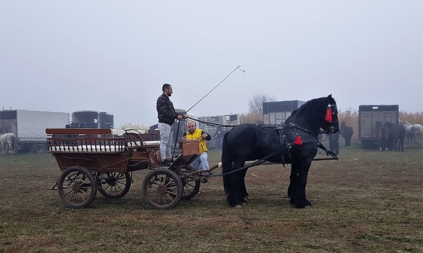  - u EXPOZITIE CABALINA LA MIZIL Cai Ponei Accesorii Atelaje 16 oct 2019