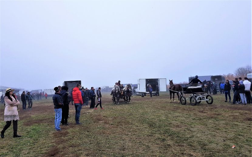  - u EXPOZITIE CABALINA LA MIZIL Cai Ponei Accesorii Atelaje 16 oct 2019
