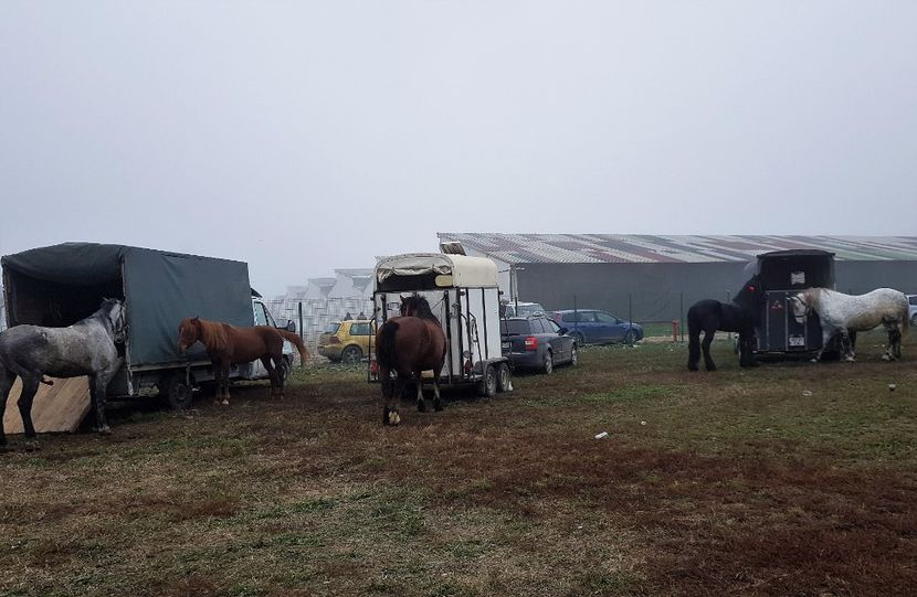  - u EXPOZITIE CABALINA LA MIZIL Cai Ponei Accesorii Atelaje 16 oct 2019
