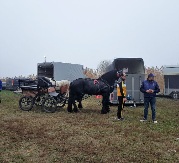  - u EXPOZITIE CABALINA LA MIZIL Cai Ponei Accesorii Atelaje 16 oct 2019