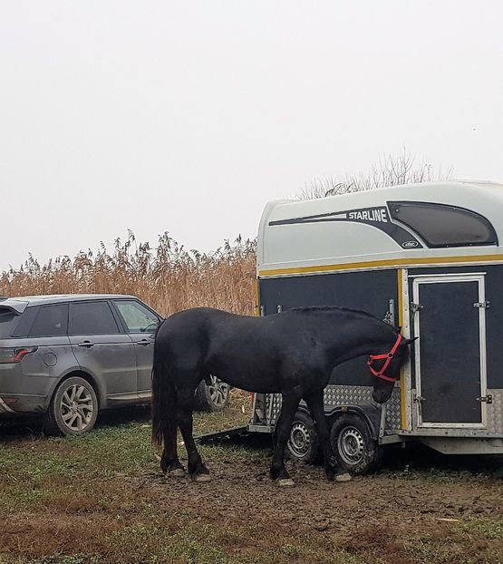  - u EXPOZITIE CABALINA LA MIZIL Cai Ponei Accesorii Atelaje 16 oct 2019