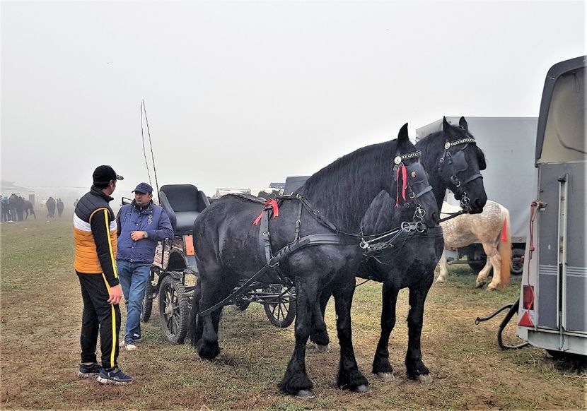  - u EXPOZITIE CABALINA LA MIZIL Cai Ponei Accesorii Atelaje 16 oct 2019
