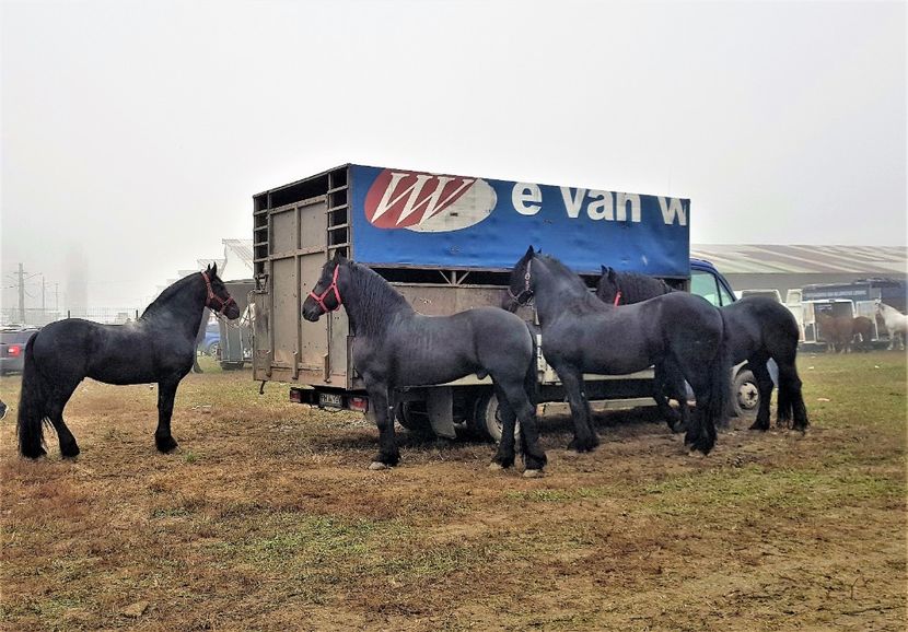  - u EXPOZITIE CABALINA LA MIZIL Cai Ponei Accesorii Atelaje 16 oct 2019