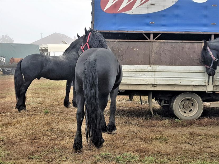  - u EXPOZITIE CABALINA LA MIZIL Cai Ponei Accesorii Atelaje 16 oct 2019