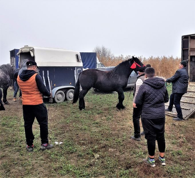  - u EXPOZITIE CABALINA LA MIZIL Cai Ponei Accesorii Atelaje 16 oct 2019