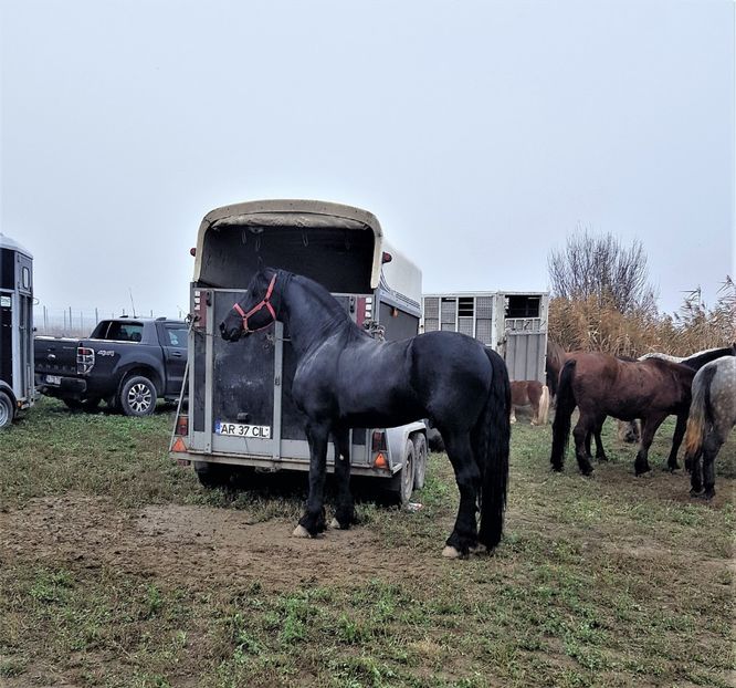  - u EXPOZITIE CABALINA LA MIZIL Cai Ponei Accesorii Atelaje 16 oct 2019