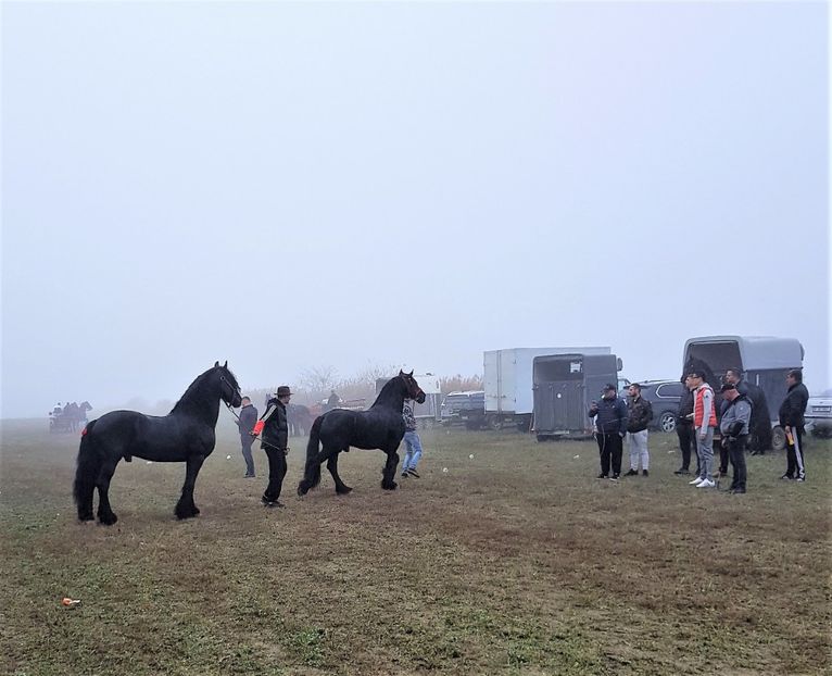  - u EXPOZITIE CABALINA LA MIZIL Cai Ponei Accesorii Atelaje 16 oct 2019