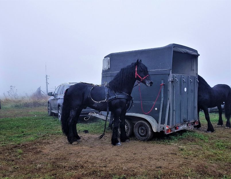  - u EXPOZITIE CABALINA LA MIZIL Cai Ponei Accesorii Atelaje 16 oct 2019
