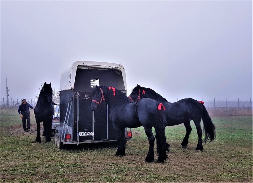  - u EXPOZITIE CABALINA LA MIZIL Cai Ponei Accesorii Atelaje 16 oct 2019