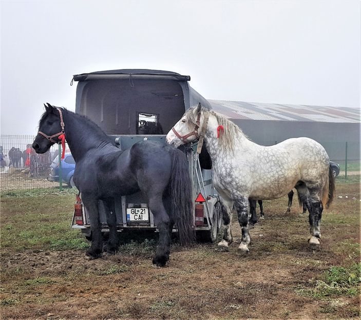  - u EXPOZITIE CABALINA LA MIZIL Cai Ponei Accesorii Atelaje 16 oct 2019