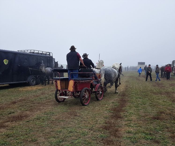  - u EXPOZITIE CABALINA LA MIZIL Cai Ponei Accesorii Atelaje 16 oct 2019