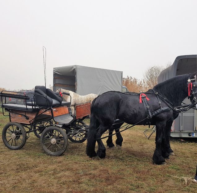  - u EXPOZITIE CABALINA LA MIZIL Cai Ponei Accesorii Atelaje 16 oct 2019