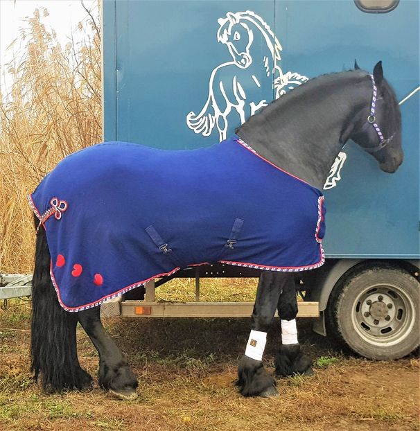  - u EXPOZITIE CABALINA LA MIZIL Cai Ponei Accesorii Atelaje 16 oct 2019