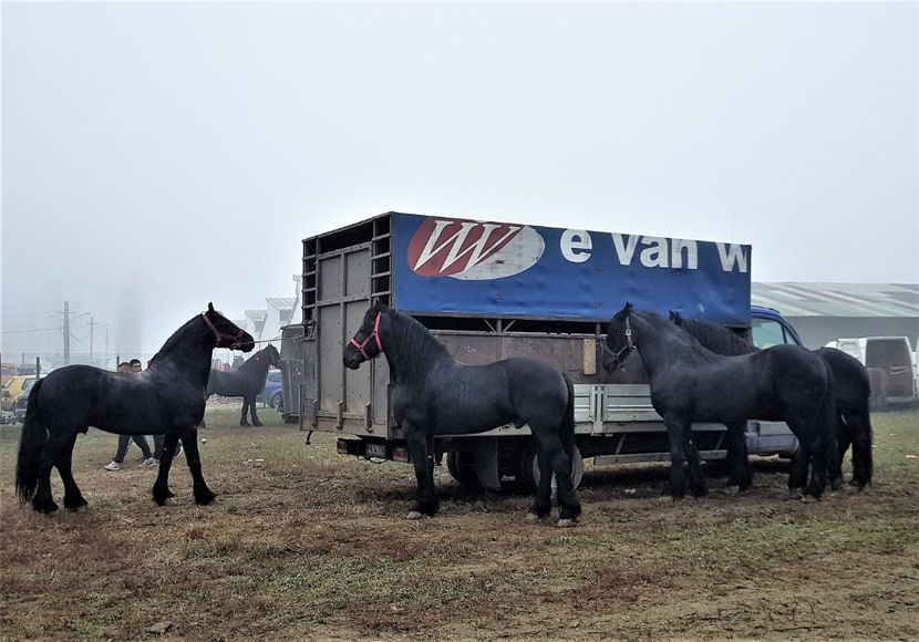  - u EXPOZITIE CABALINA LA MIZIL Cai Ponei Accesorii Atelaje 16 oct 2019