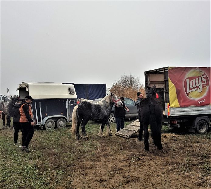  - u EXPOZITIE CABALINA LA MIZIL Cai Ponei Accesorii Atelaje 16 oct 2019