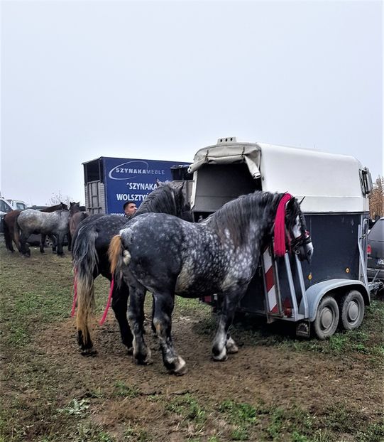  - u EXPOZITIE CABALINA LA MIZIL Cai Ponei Accesorii Atelaje 16 oct 2019