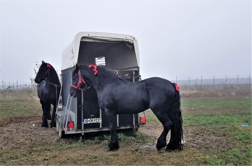  - u EXPOZITIE CABALINA LA MIZIL Cai Ponei Accesorii Atelaje 16 oct 2019