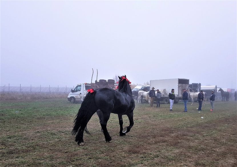  - u EXPOZITIE CABALINA LA MIZIL Cai Ponei Accesorii Atelaje 16 oct 2019