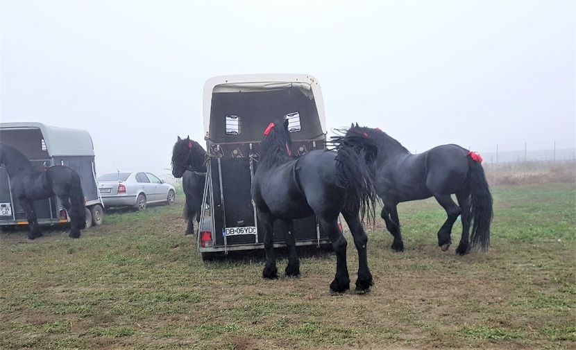 - u EXPOZITIE CABALINA LA MIZIL Cai Ponei Accesorii Atelaje 16 oct 2019