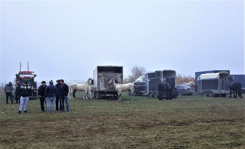  - u EXPOZITIE CABALINA LA MIZIL Cai Ponei Accesorii Atelaje 16 oct 2019