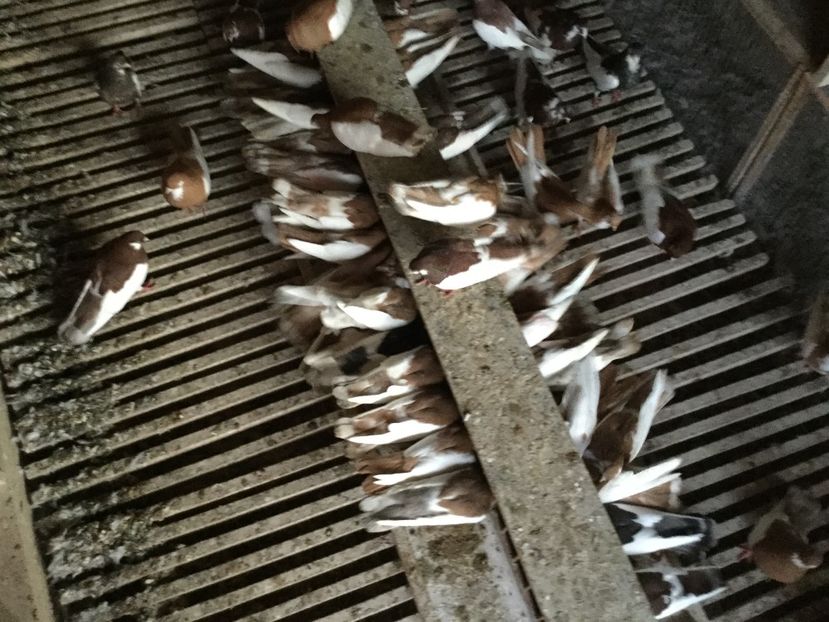 2019_11_16T23_22_33_074Z - Pagi de Iasi 2019