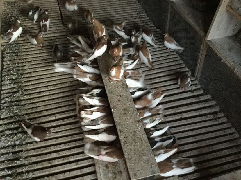 019_11_16T23_22_20_170Z - Pagi de Iasi 2019