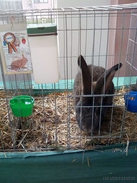 WhatsApp Image 2019-11-17 at 8.44.23 AM - 30---expozitie Sannicolau Mare 15 17 11 2019