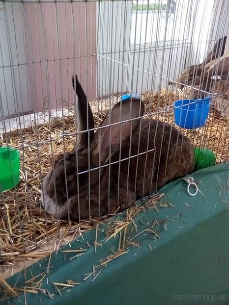 WhatsApp Image 2019-11-17 at 8.44.25 AM - 30---expozitie Sannicolau Mare 15 17 11 2019