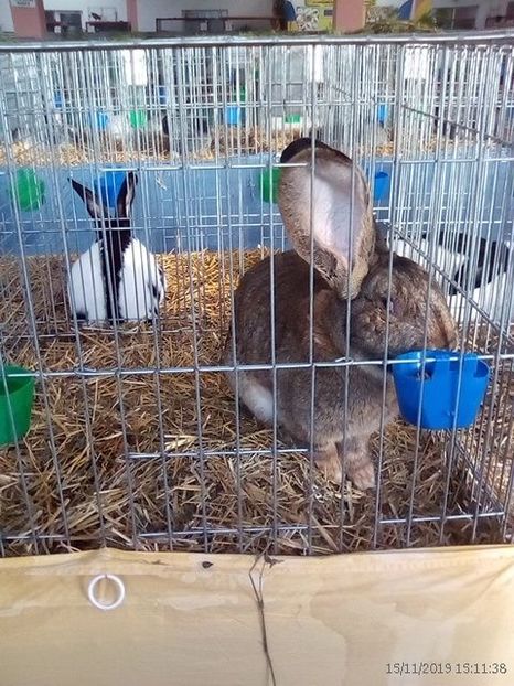 WhatsApp Image 2019-11-17 at 8.44.26 AM (1) - 30---expozitie Sannicolau Mare 15 17 11 2019