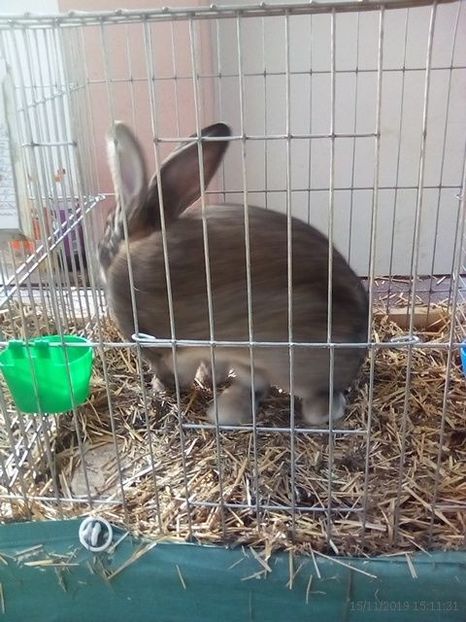 WhatsApp Image 2019-11-17 at 8.44.26 AM - 30---expozitie Sannicolau Mare 15 17 11 2019