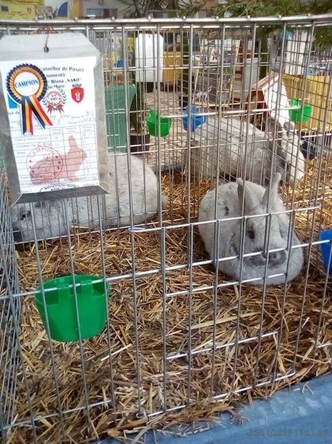 WhatsApp Image 2019-11-17 at 8.44.27 AM - 30---expozitie Sannicolau Mare 15 17 11 2019