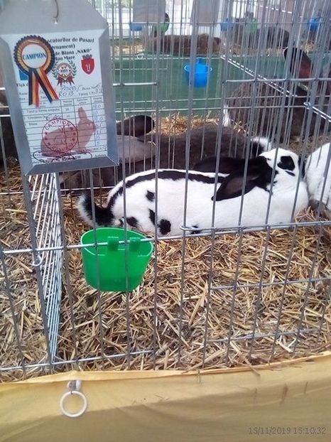 WhatsApp Image 2019-11-17 at 8.44.28 AM (1) - 30---expozitie Sannicolau Mare 15 17 11 2019